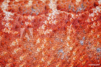 Bild på Pattern scales on the skin of the Bearded Dragon Pogona vitticeps